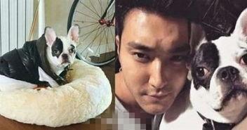 韩国明星的宠物,从可爱狗狗到呆萌猫咪