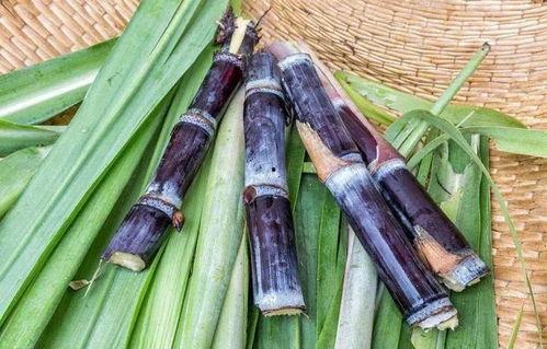 广西甘蔗今日头条新闻,今日头条聚焦发展动态