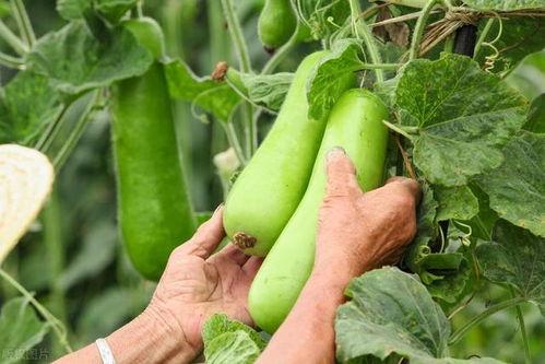 老师吃秋瓜,师恩如秋