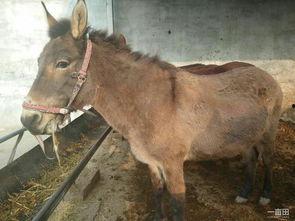 奔跑的骡子看料,奔跑中的生命律动