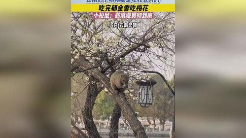 小松鼠吃瓜花吗