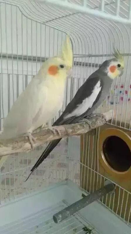 贵阳小玄凤今日头条,今日头条聚焦的神秘现象揭秘