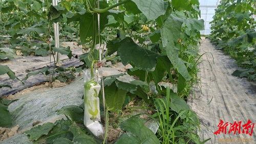 株洲铁西小区吃瓜,邻里纠纷中的“吃瓜”众生相